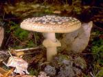 Amanita franchetii - Fungi Species